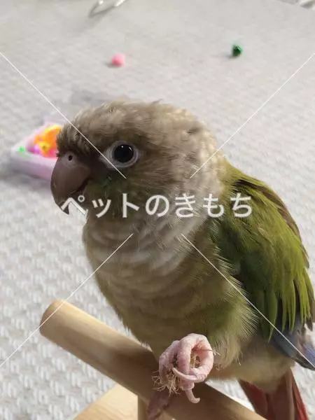 迷子鳥の画像