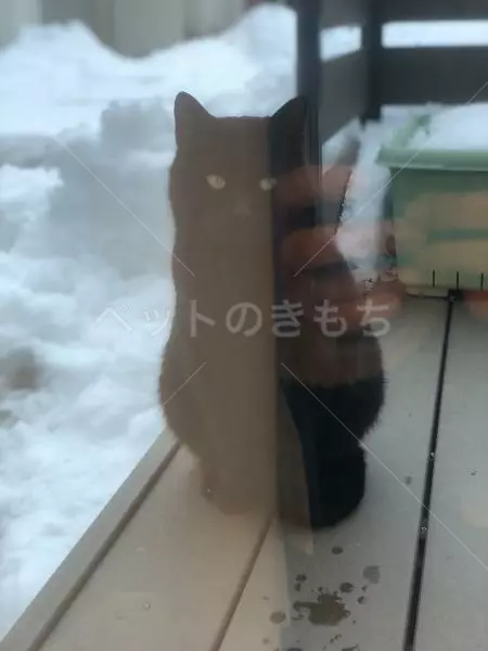 保護猫の画像