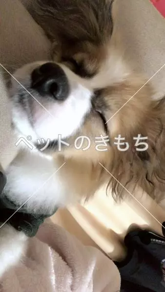 迷子犬の画像