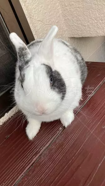 迷子ペットの画像