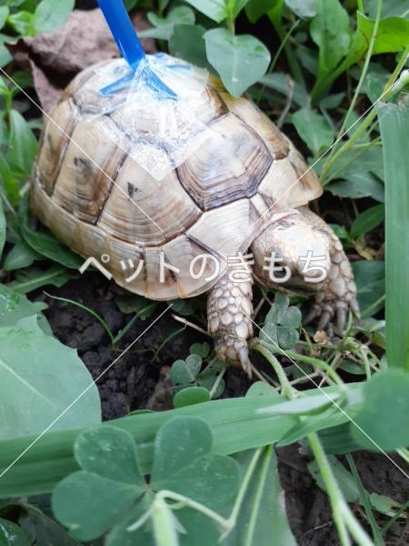 迷子カメの写真