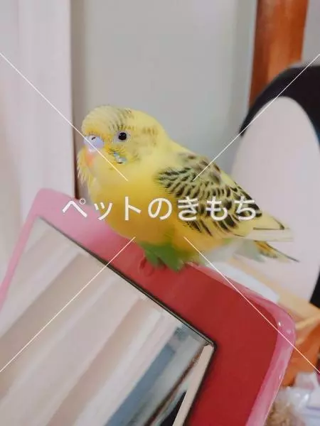 迷子鳥の画像