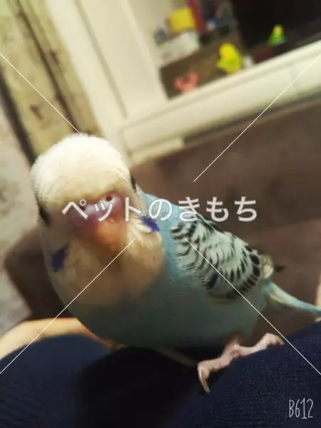 迷子鳥の画像