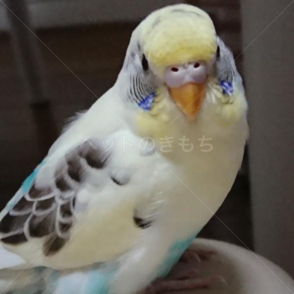 迷子鳥の画像