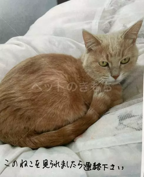 迷子猫の画像