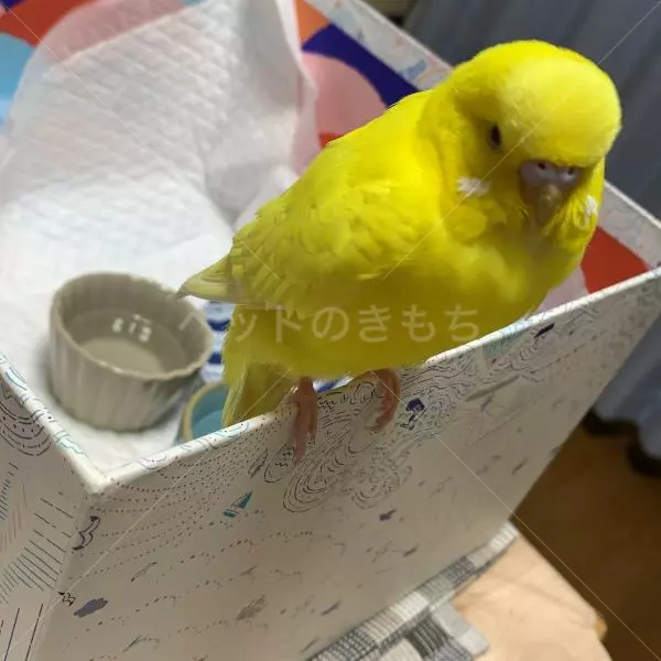 保護鳥の画像