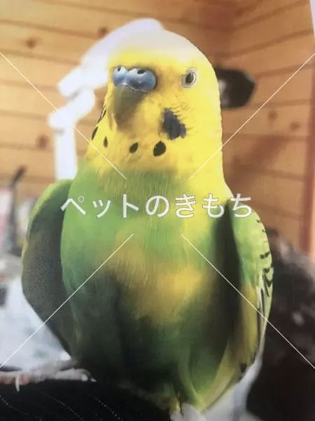 迷子鳥の画像