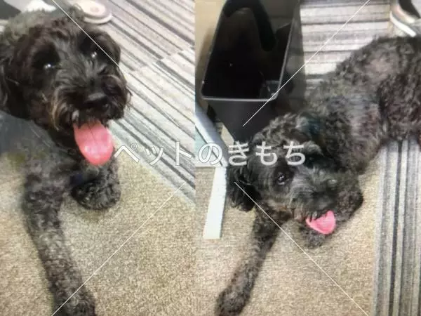 保護犬の画像