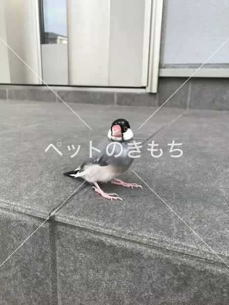 保護鳥の画像