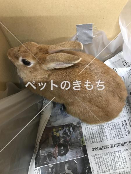 保護うさぎの写真