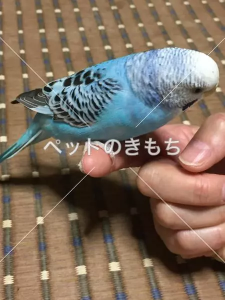 コメント投稿の画像