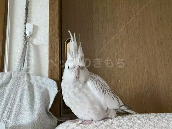 迷子鳥の画像