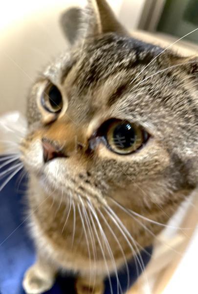 迷子猫の画像