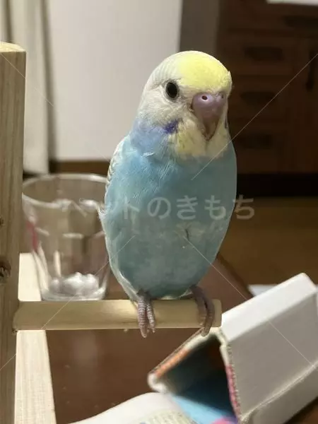 迷子鳥の画像