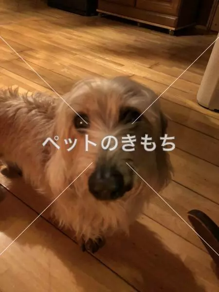 迷子犬の画像