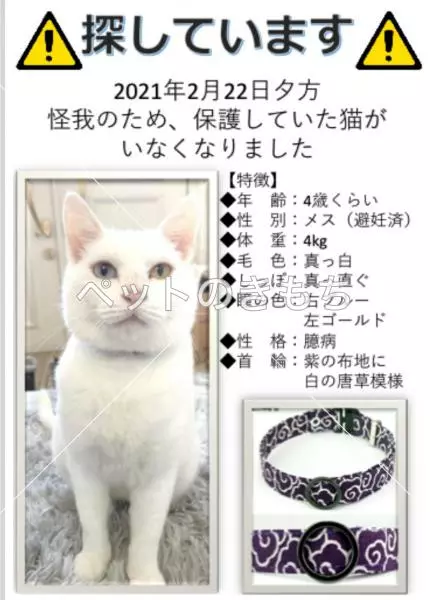 迷子猫の画像