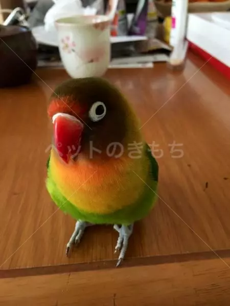 迷子鳥の画像