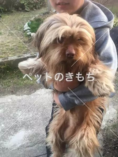 保護犬の画像