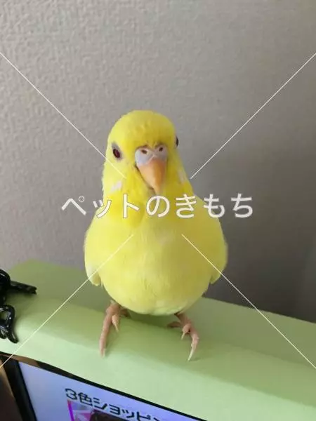 迷子鳥の画像