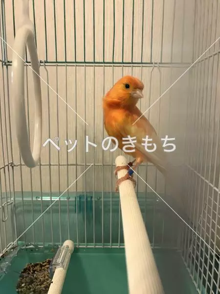 保護鳥の画像