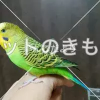 コメント投稿の画像