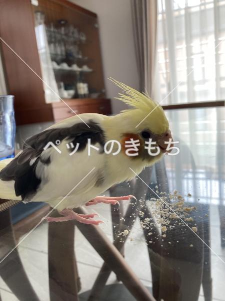 迷子鳥の画像