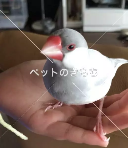 迷子鳥の画像