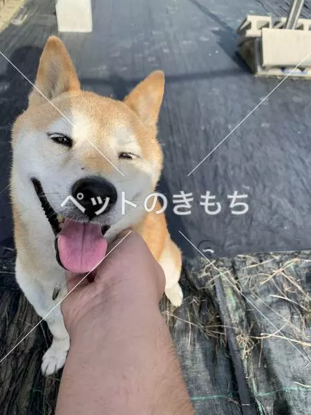 迷子犬の画像