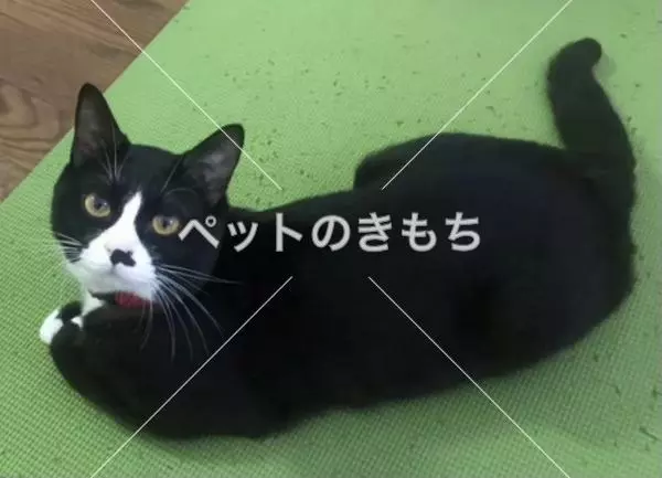 迷子猫の画像