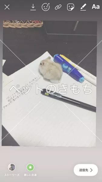 迷子ペットの画像