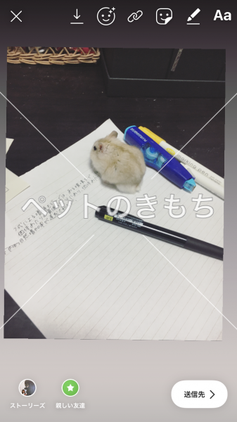 迷子ハムスターの写真