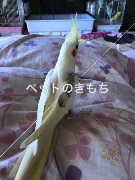 迷子鳥の画像