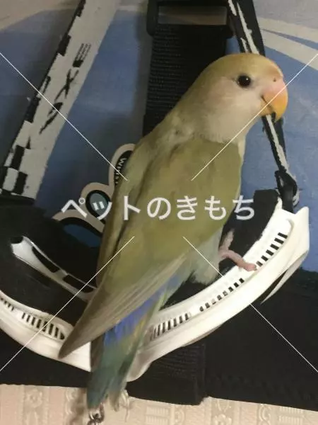 迷子鳥の画像