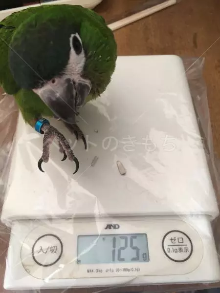迷子鳥の画像