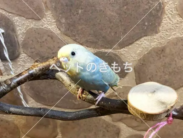 迷子鳥の画像