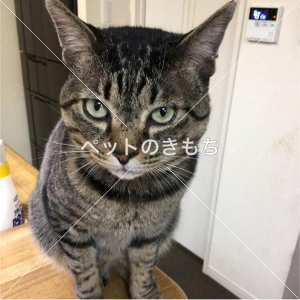 迷い猫の写真