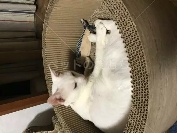 コメントの画像