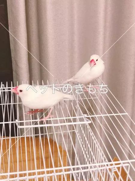 迷子鳥の画像