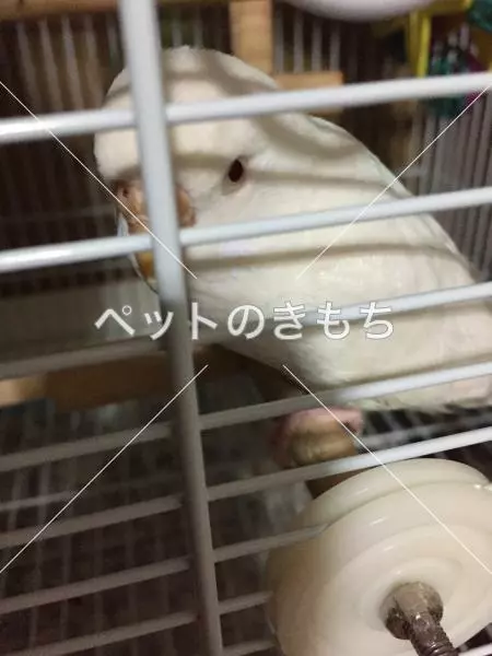 迷子鳥の画像