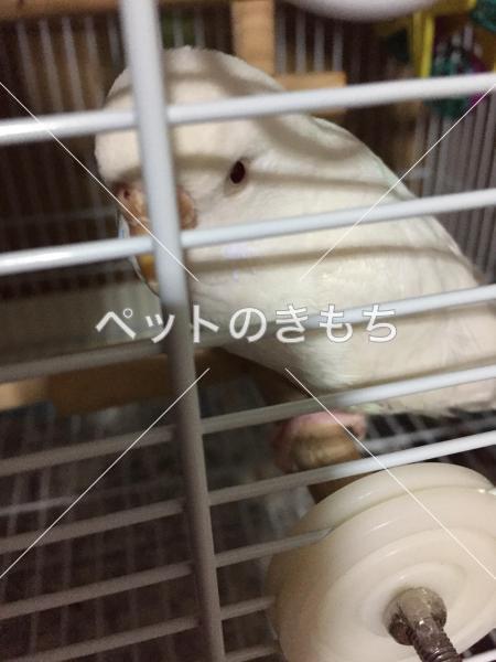 迷い鳥の写真
