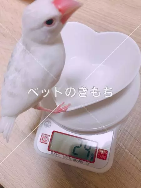 迷子鳥の画像