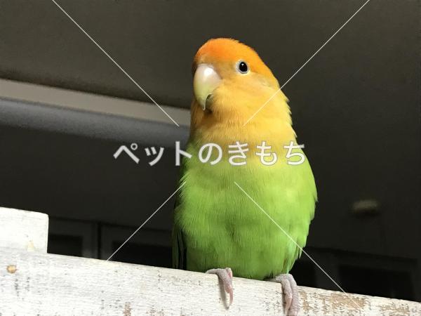 迷子鳥の画像