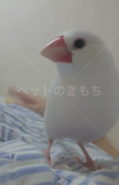 迷子鳥の画像