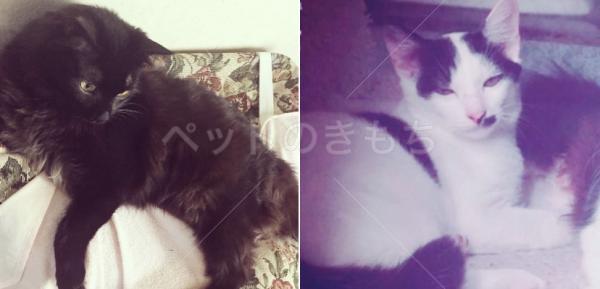 迷子猫の写真