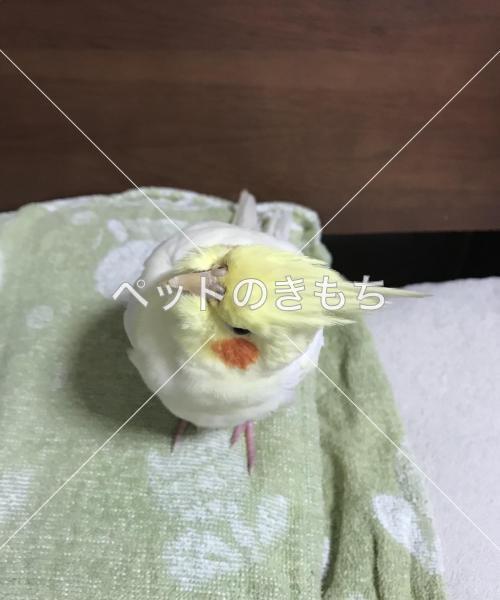 迷い鳥の写真