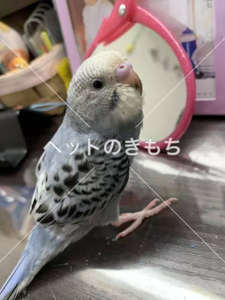 コメント投稿の画像