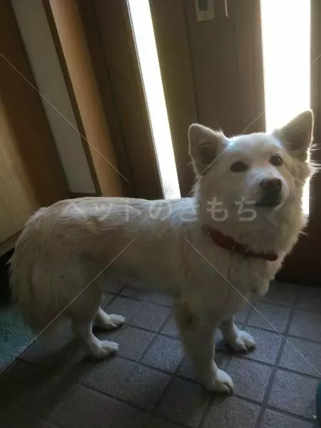 迷子犬の画像