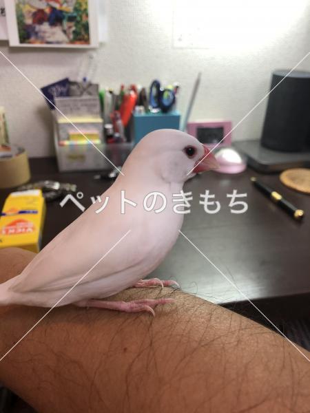 保護鳥の写真
