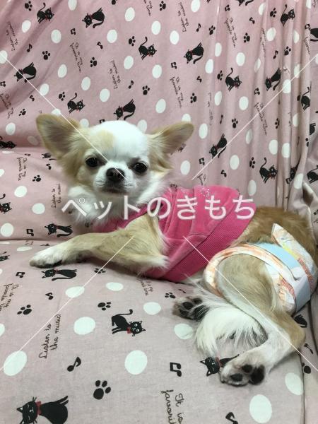 迷い犬の写真