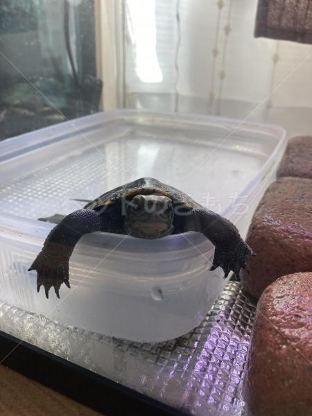 迷子動物の写真